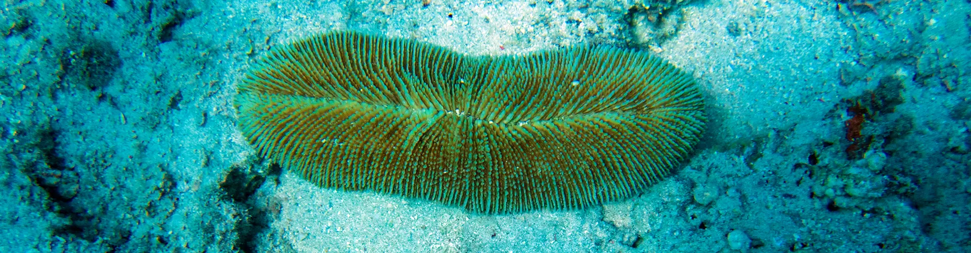 PILZKORALLE / FUNGIIDAE